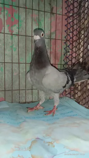 রেসার পিজন ফর সেল