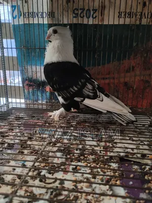 ব্ল্যাক শর্ট ফেসড সাটিন