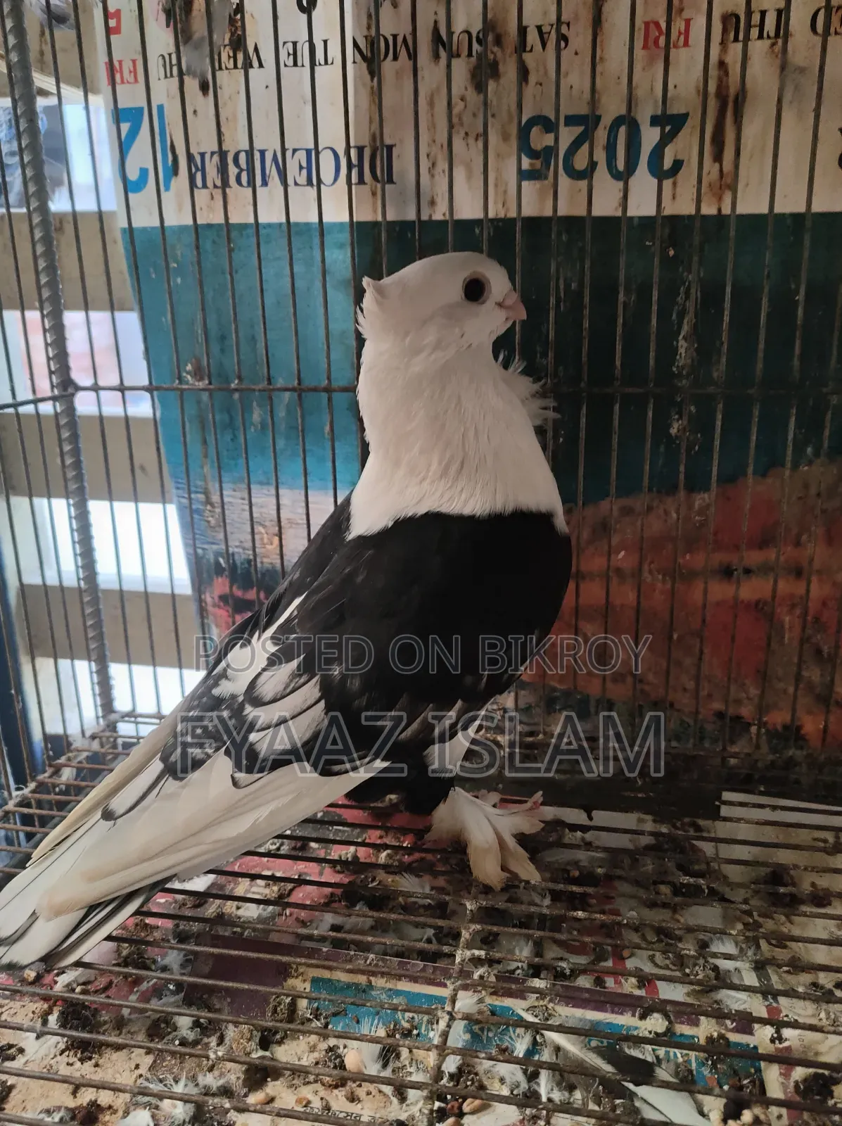 ব্ল্যাক শর্ট ফেসড সাটিন