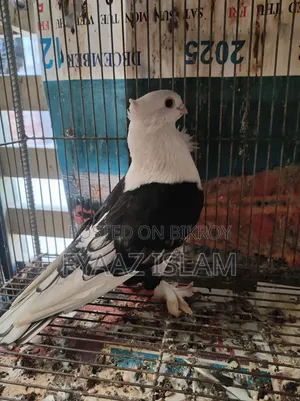 ব্ল্যাক শর্ট ফেসড সাটিন