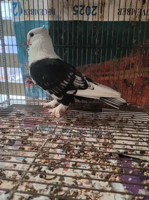 ব্ল্যাক শর্ট ফেসড সাটিন