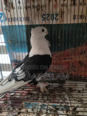 ব্ল্যাক শর্ট ফেসড সাটিন