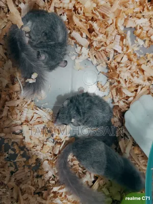Squirrel