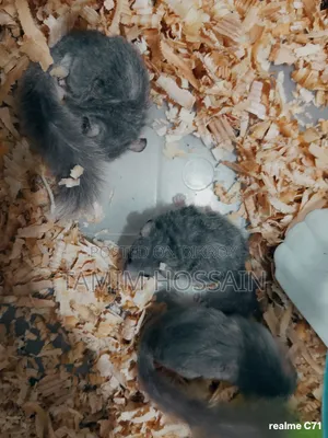 Squirrel