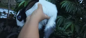 1 Pair of Rabbits for Sale