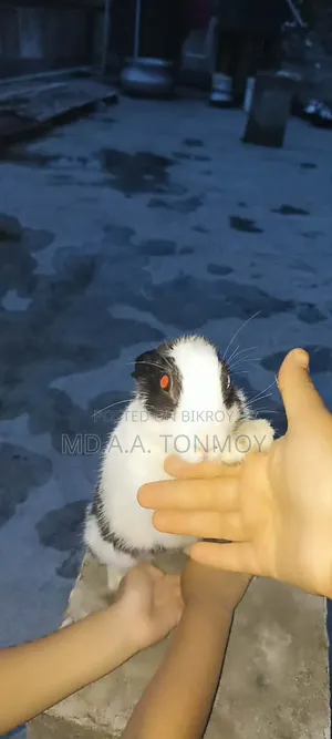 1 Pair of Rabbits for Sale