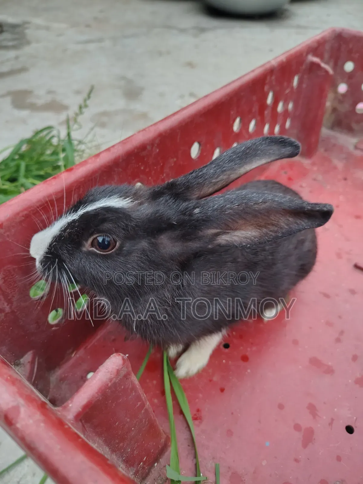 1 Pair of Rabbits for Sale
