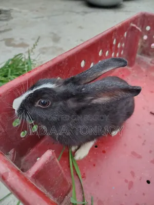 1 Pair of Rabbits for Sale