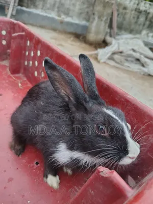 1 Pair of Rabbits for Sale