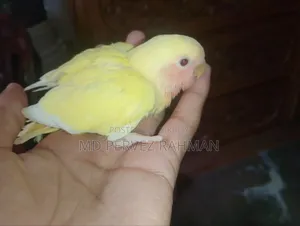 লাভ বার্ড বাচ্চা