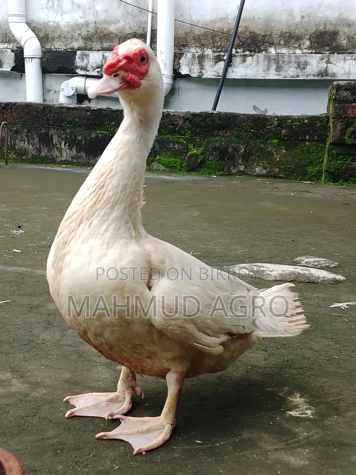 China Duck Male