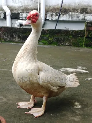 China Duck Male