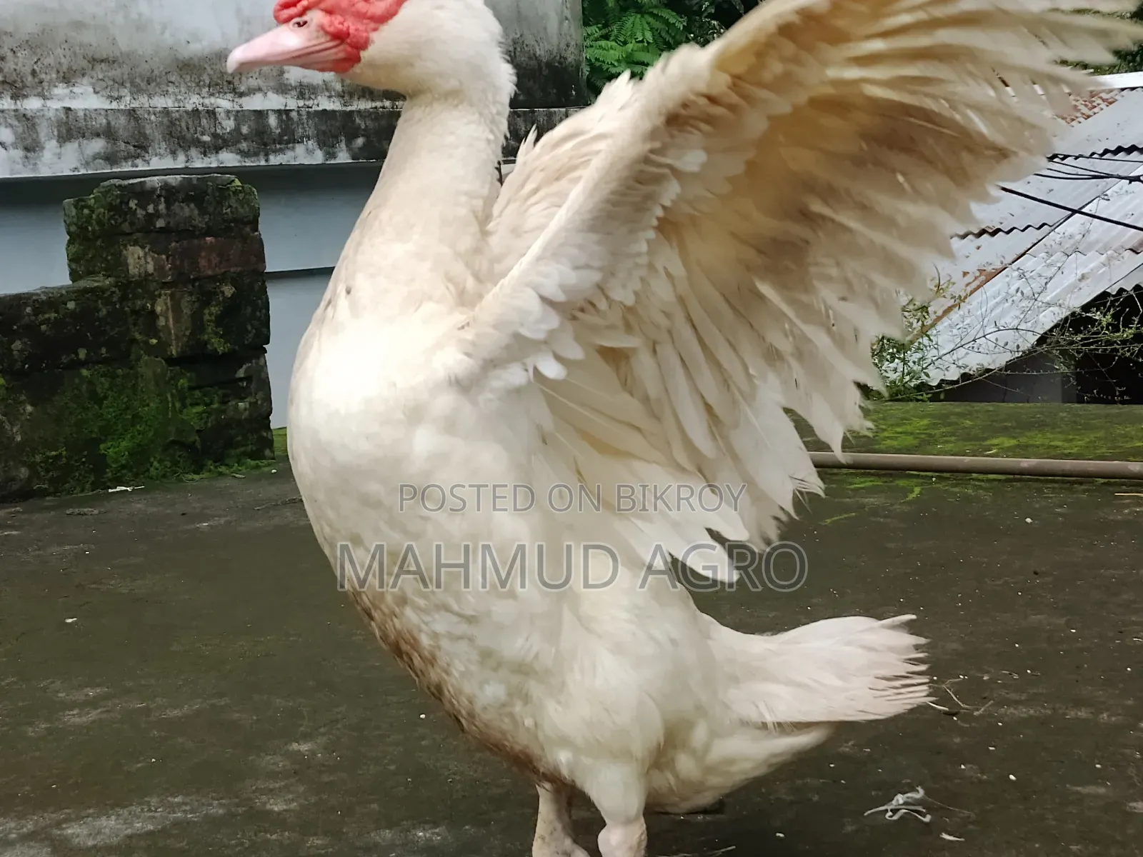China Duck Male