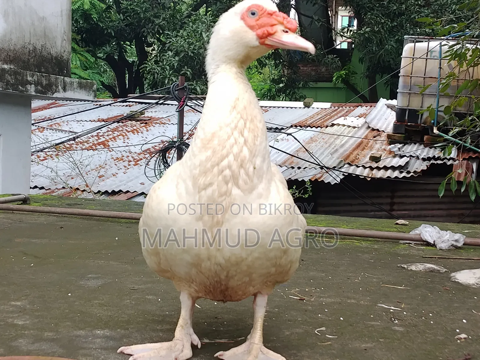 China Duck Male