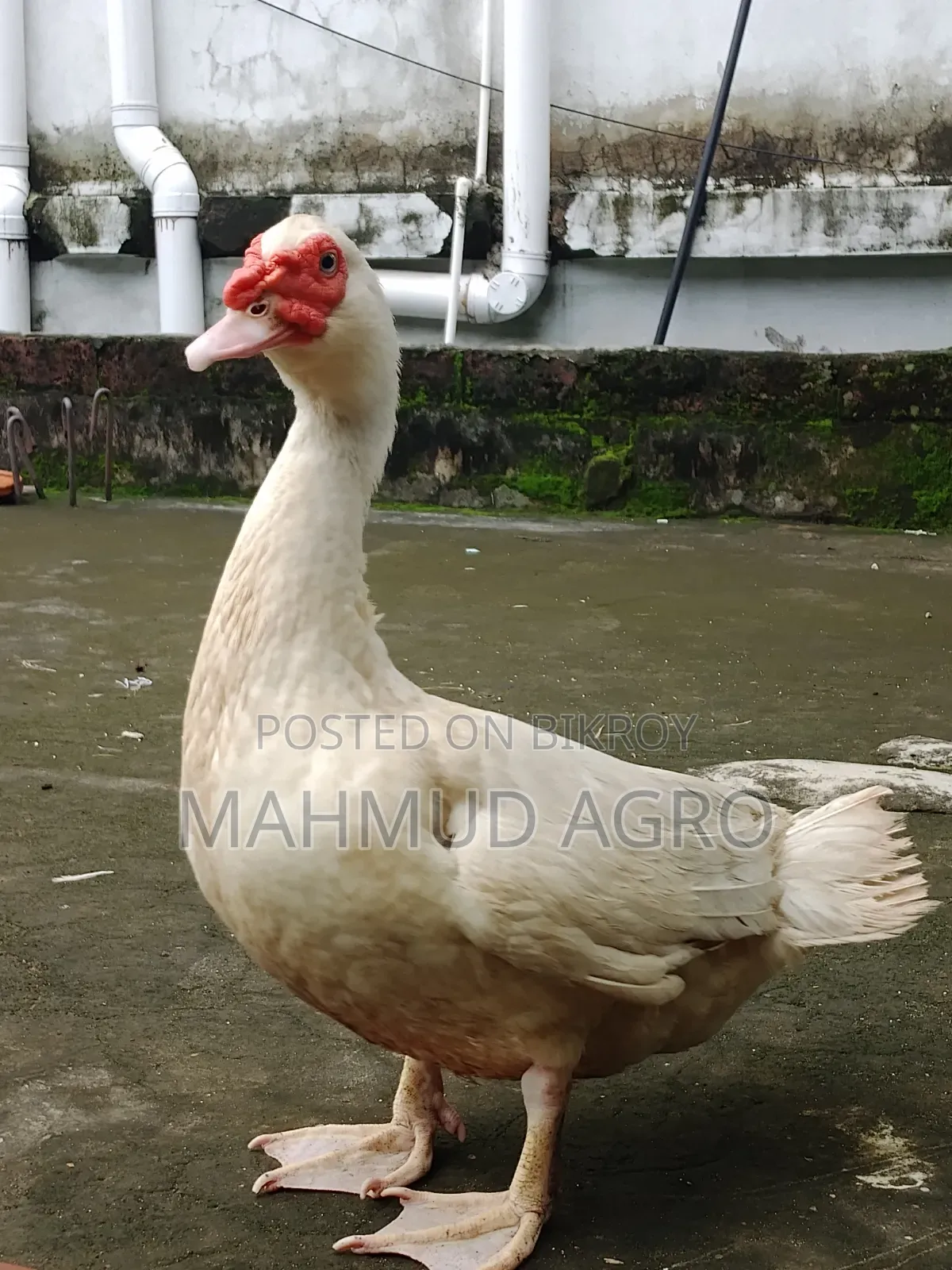 China Duck Male