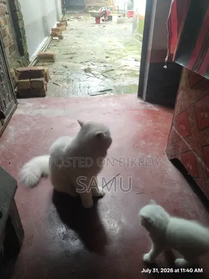 ১-৩ মাসের ফিমেল পিওরব্রেড পার্সিয়ান