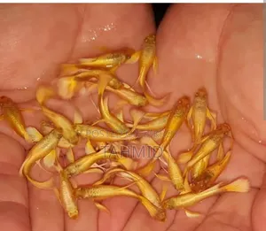Guppy Fish
