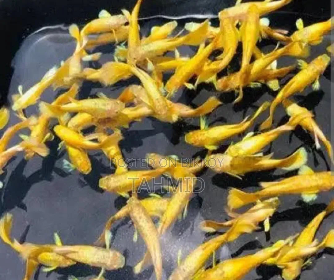 Guppy Fish