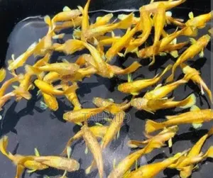 Guppy Fish