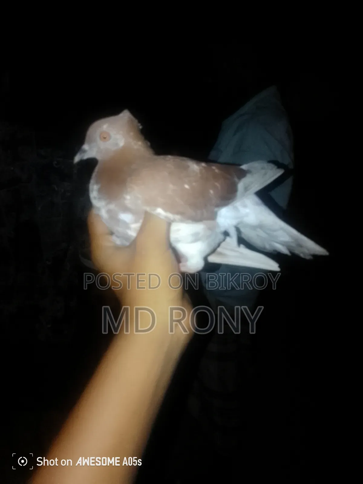 কবুতর পালন ও চিকিৎসা দেওয়া হয় Up
