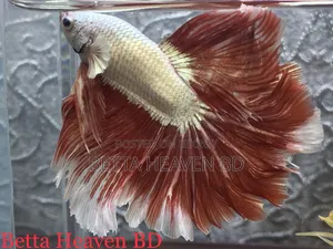 রোজেটেল মেল বেটা মাছ