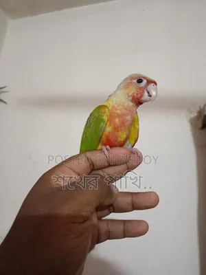 পাইনাপেল কুনুর পাখি সুপার টেম