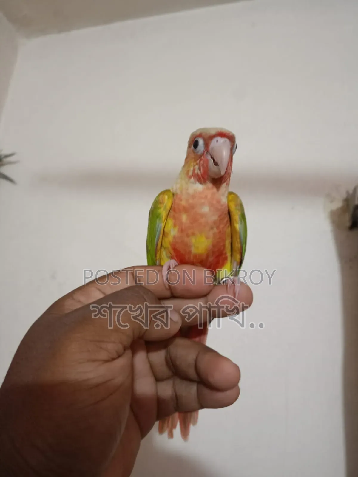 পাইনাপেল কুনুর পাখি সুপার টেম