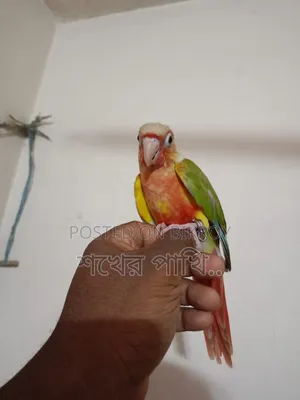 পাইনাপেল কুনুর পাখি সুপার টেম