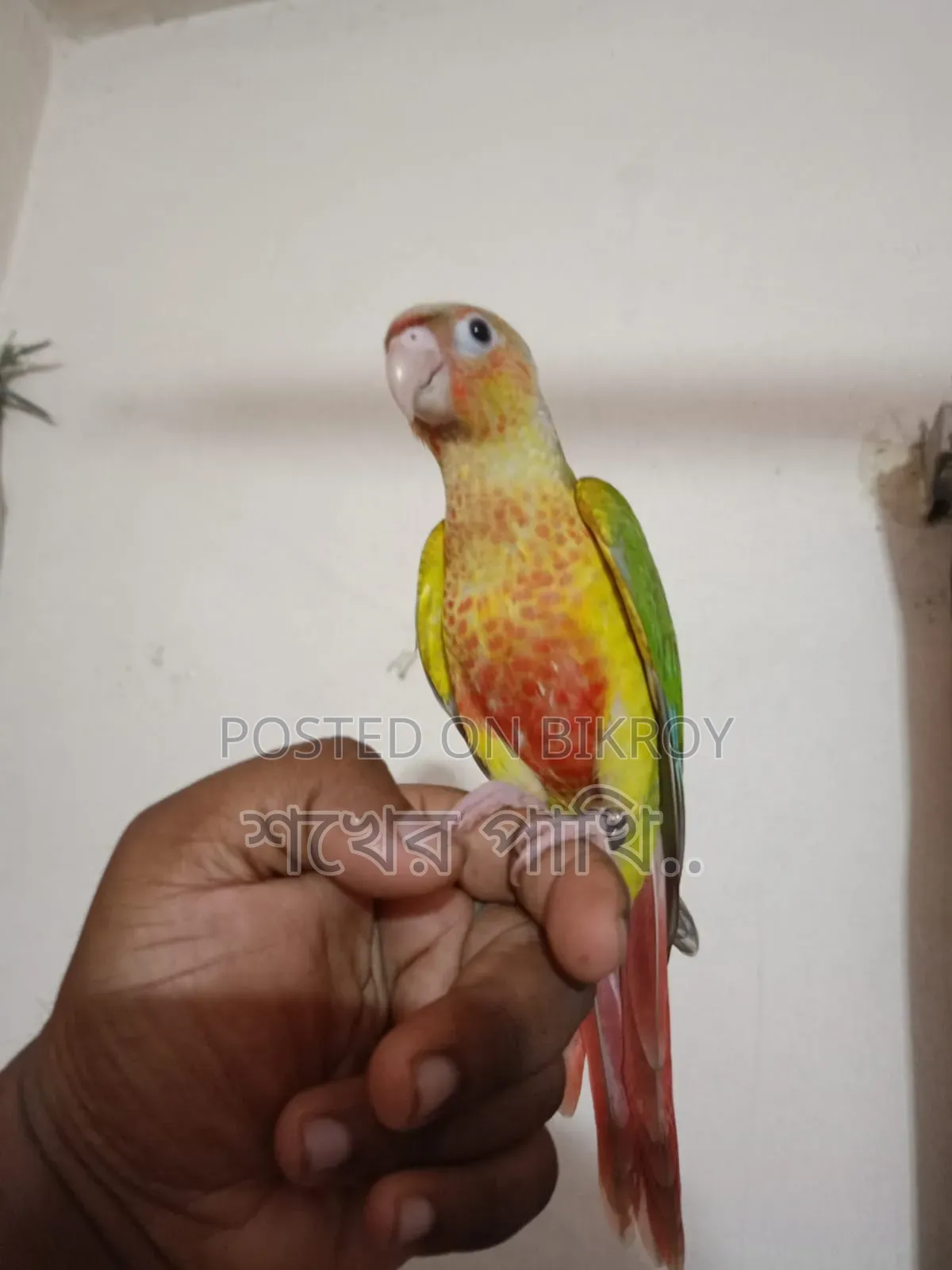 পাইনাপেল কুনুর পাখি সুপার টেম