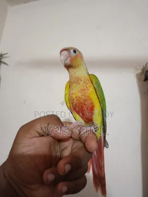 পাইনাপেল কুনুর পাখি সুপার টেম