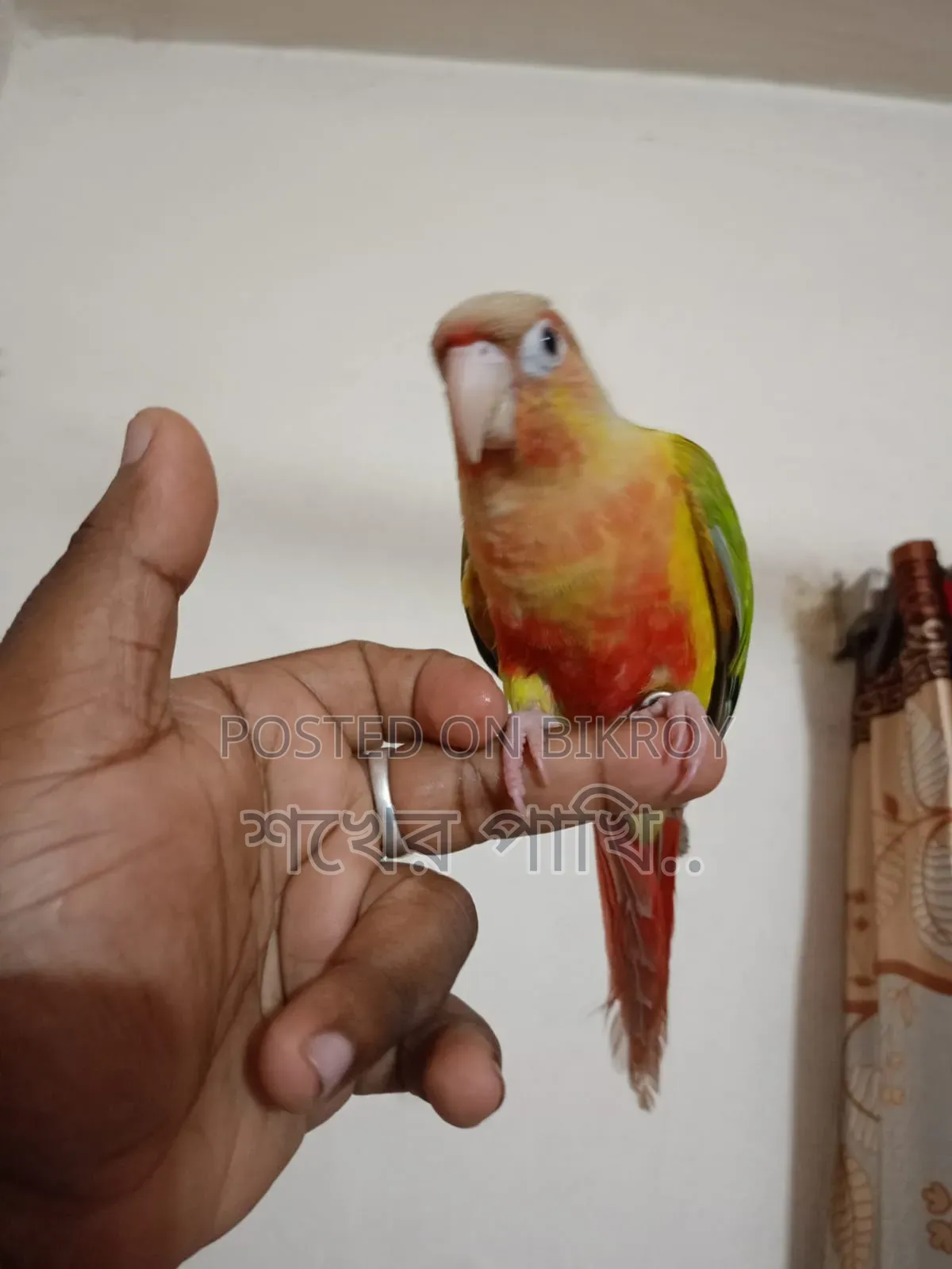 পাইনাপেল কুনুর পাখি সুপার টেম
