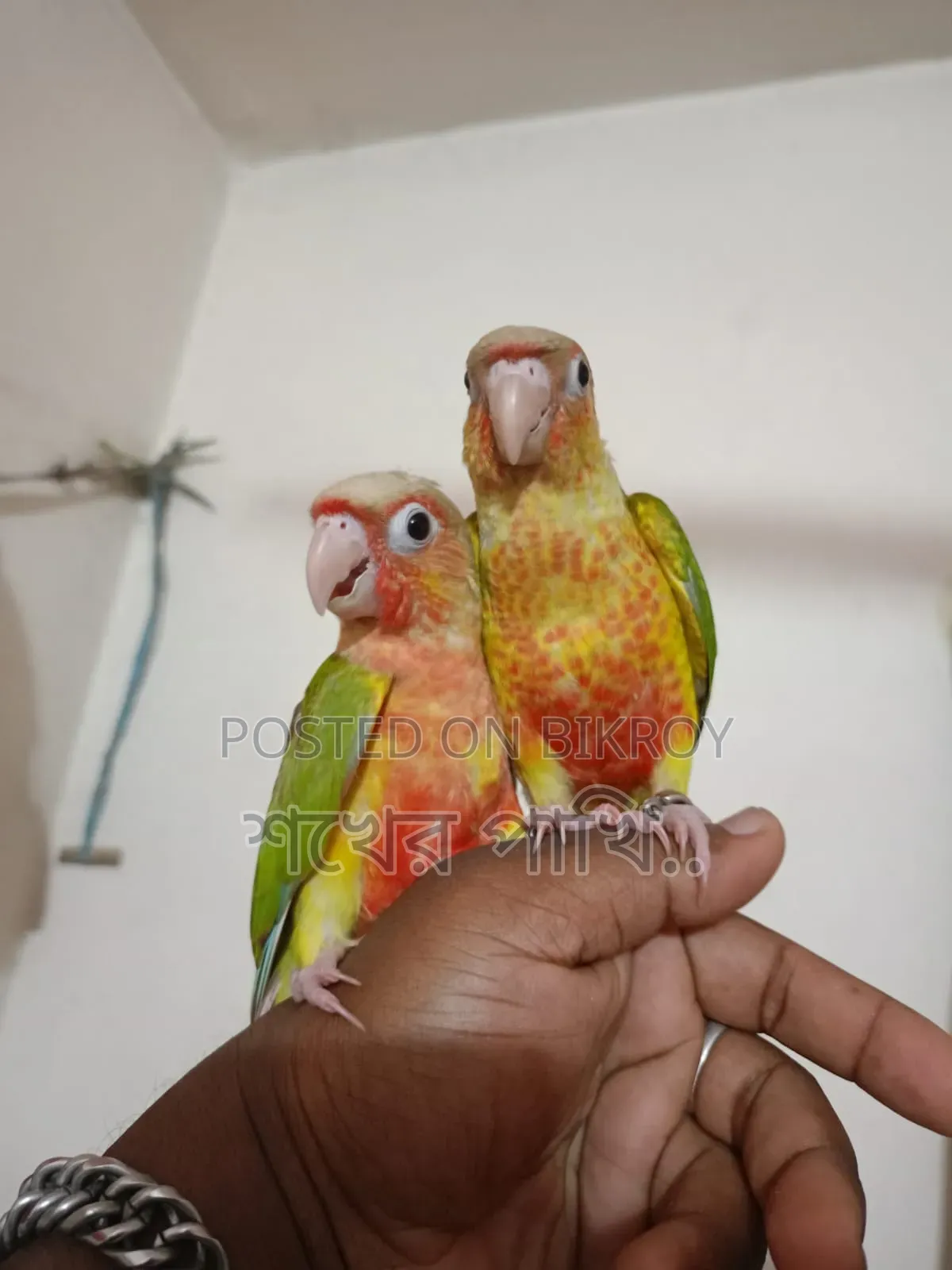 পাইনাপেল কুনুর পাখি সুপার টেম