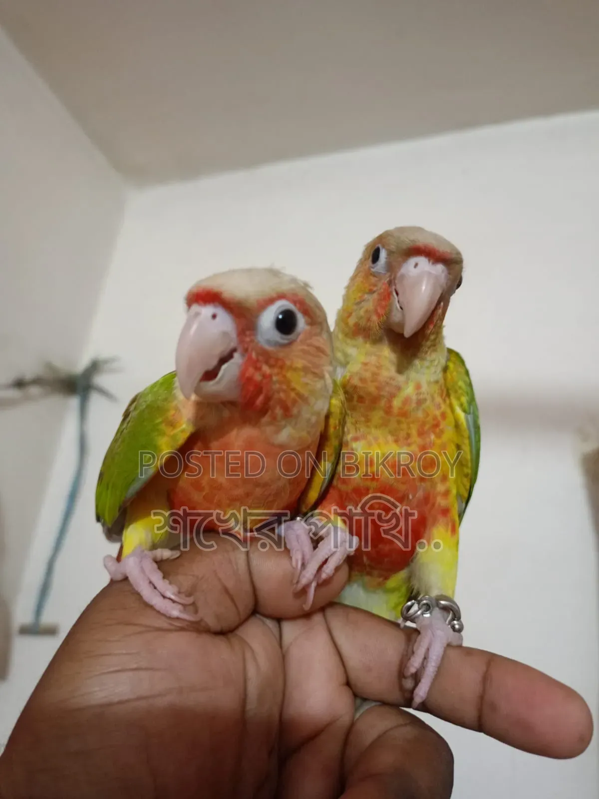 পাইনাপেল কুনুর পাখি সুপার টেম
