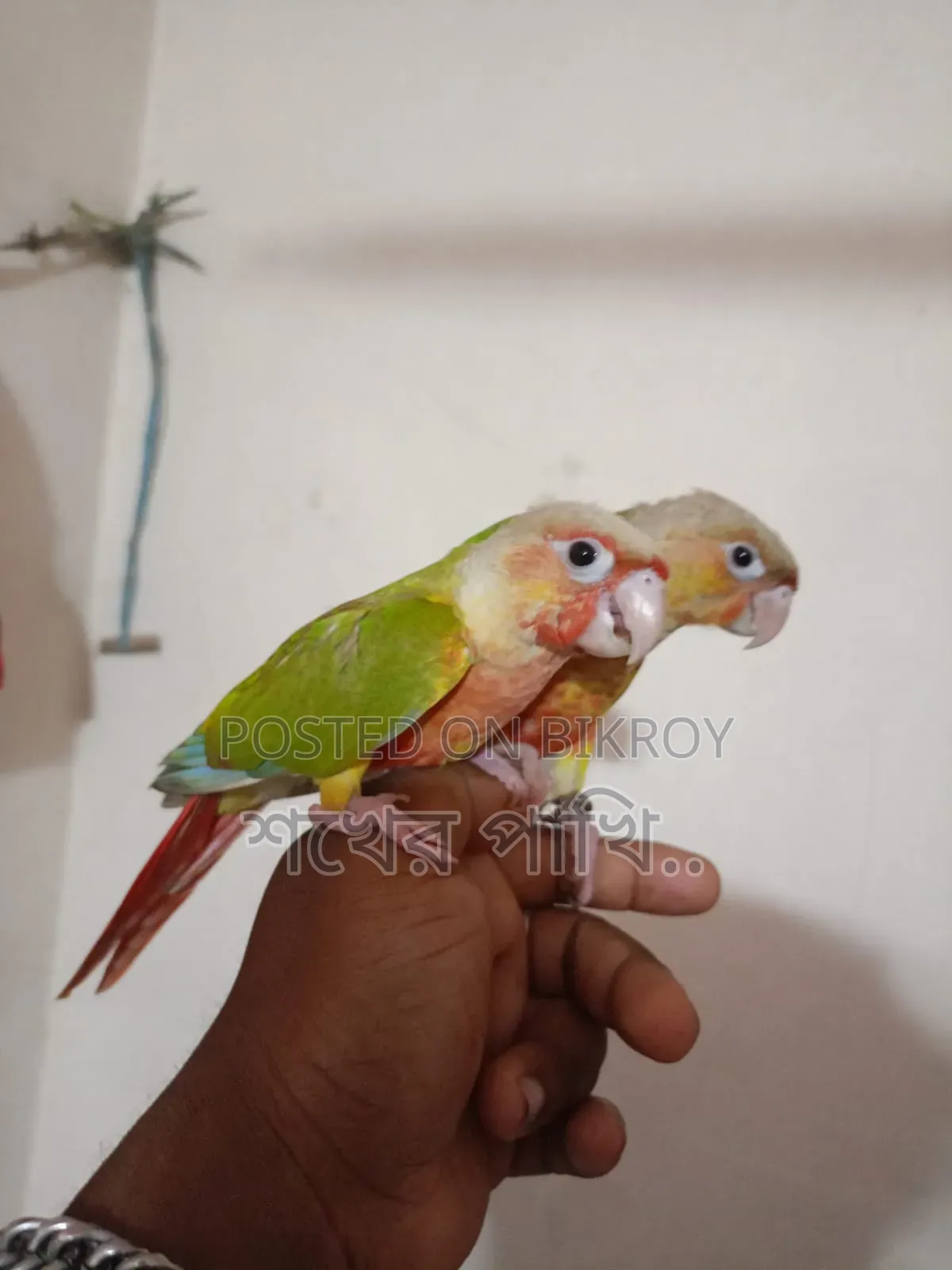পাইনাপেল কুনুর পাখি সুপার টেম