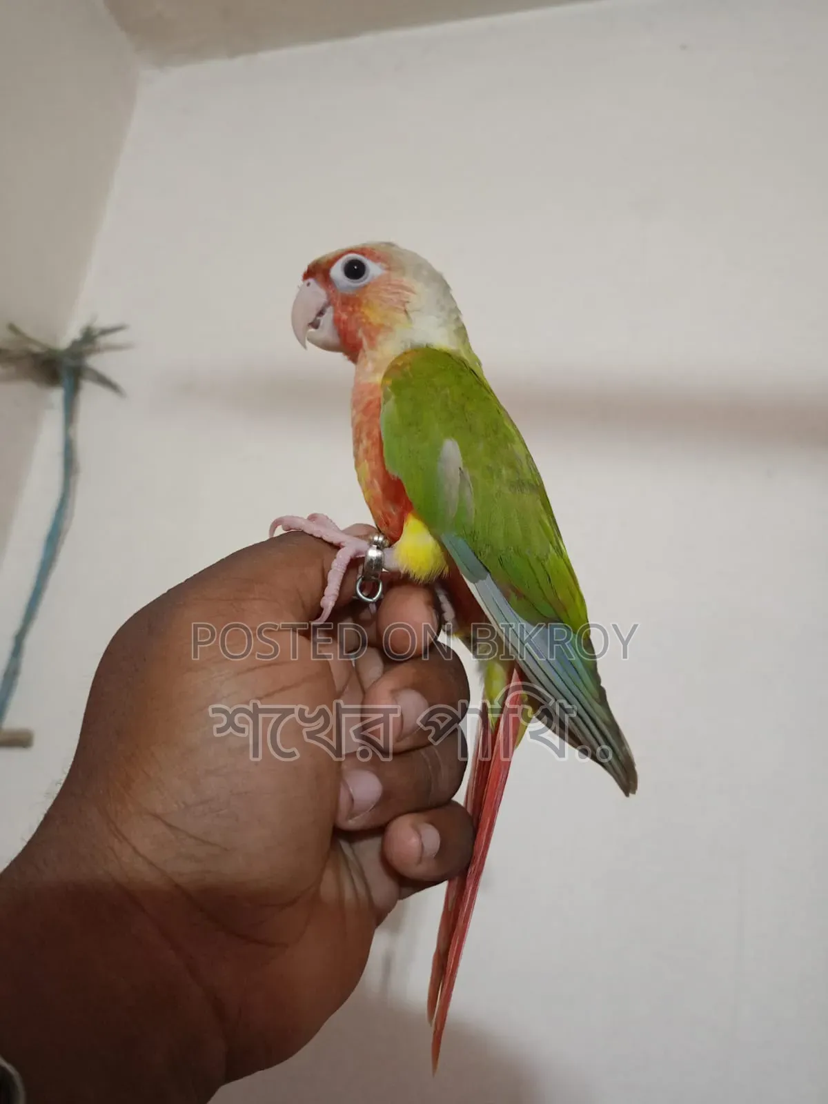 পাইনাপেল কুনুর পাখি সুপার টেম