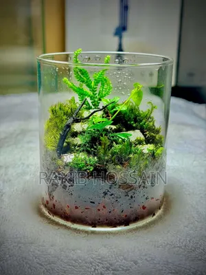 Terrarium Real Plants