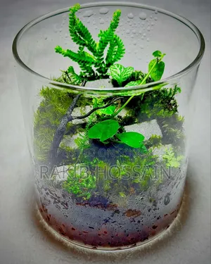 Terrarium Real Plants