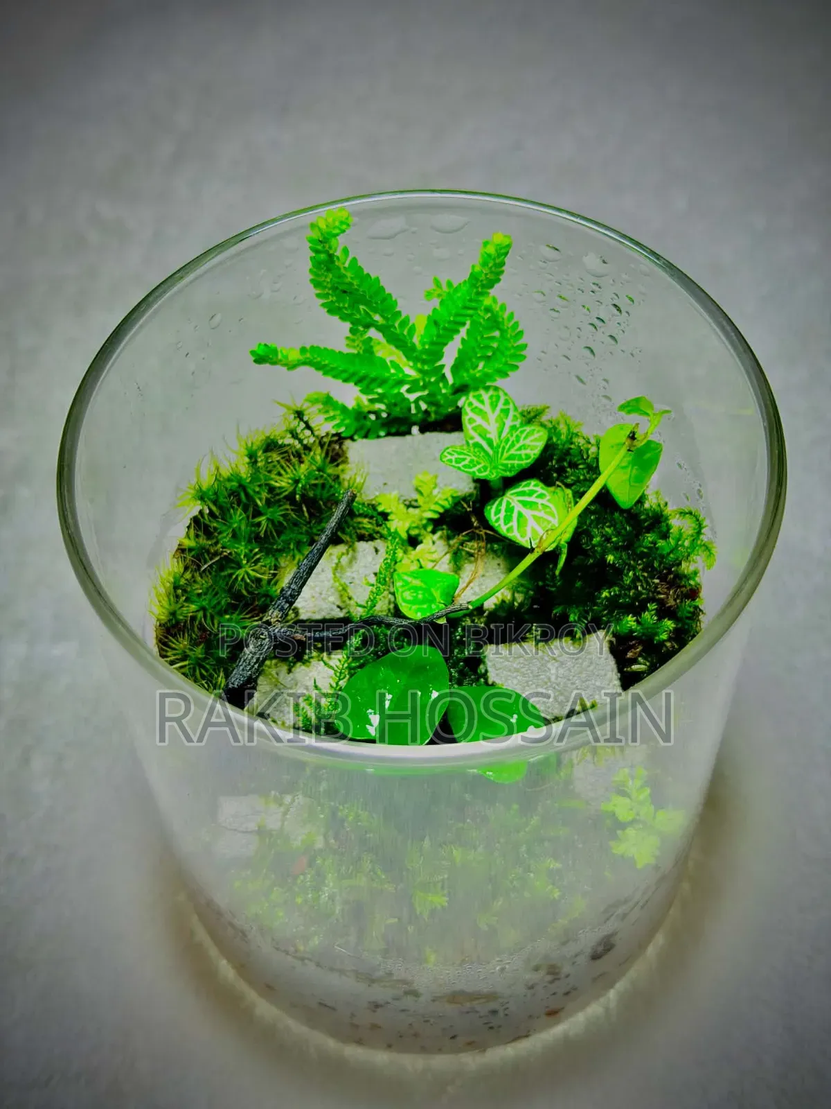 Terrarium Real Plants
