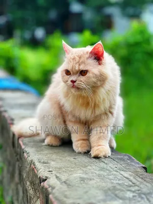 ৬-১২ মাস বয়সী ফিমেল পিউরব্রেড পার্সিয়ান