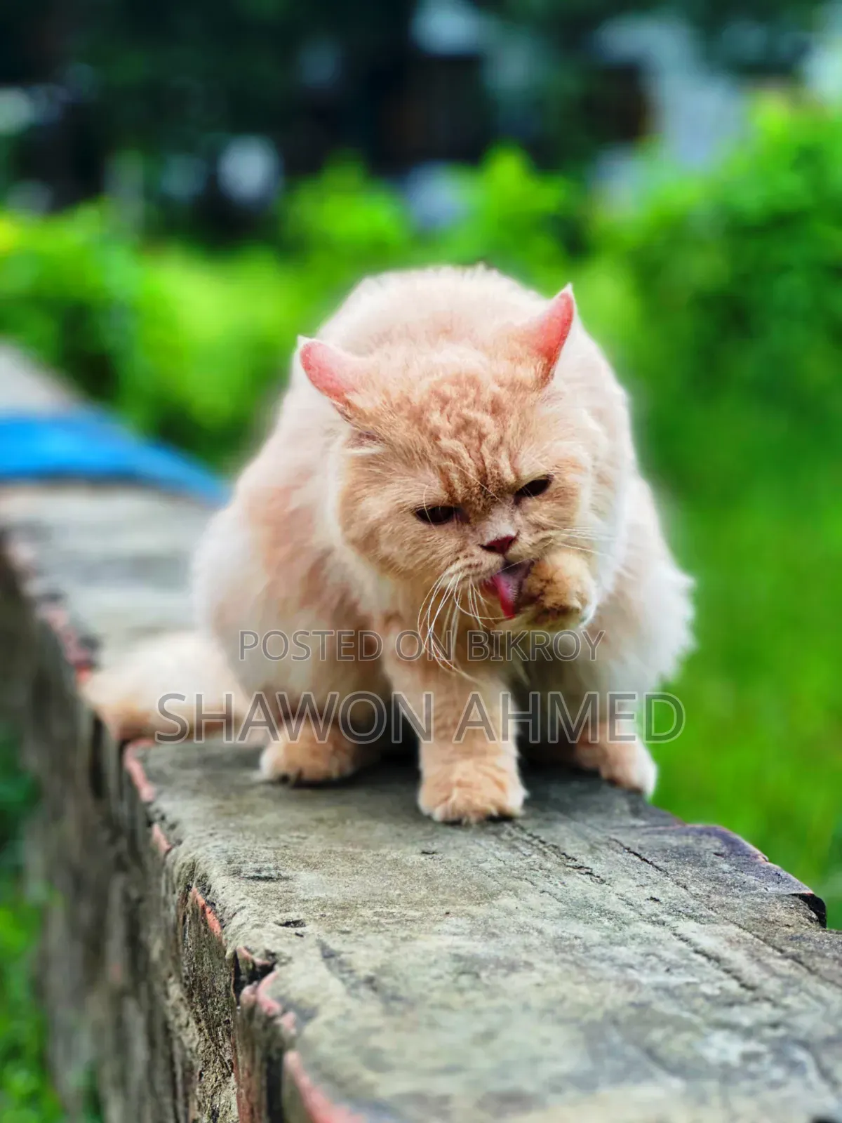 ৬-১২ মাস বয়সী ফিমেল পিউরব্রেড পার্সিয়ান
