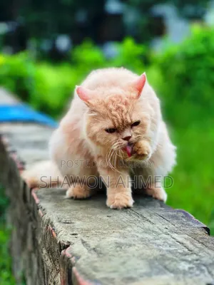 ৬-১২ মাস বয়সী ফিমেল পিউরব্রেড পার্সিয়ান