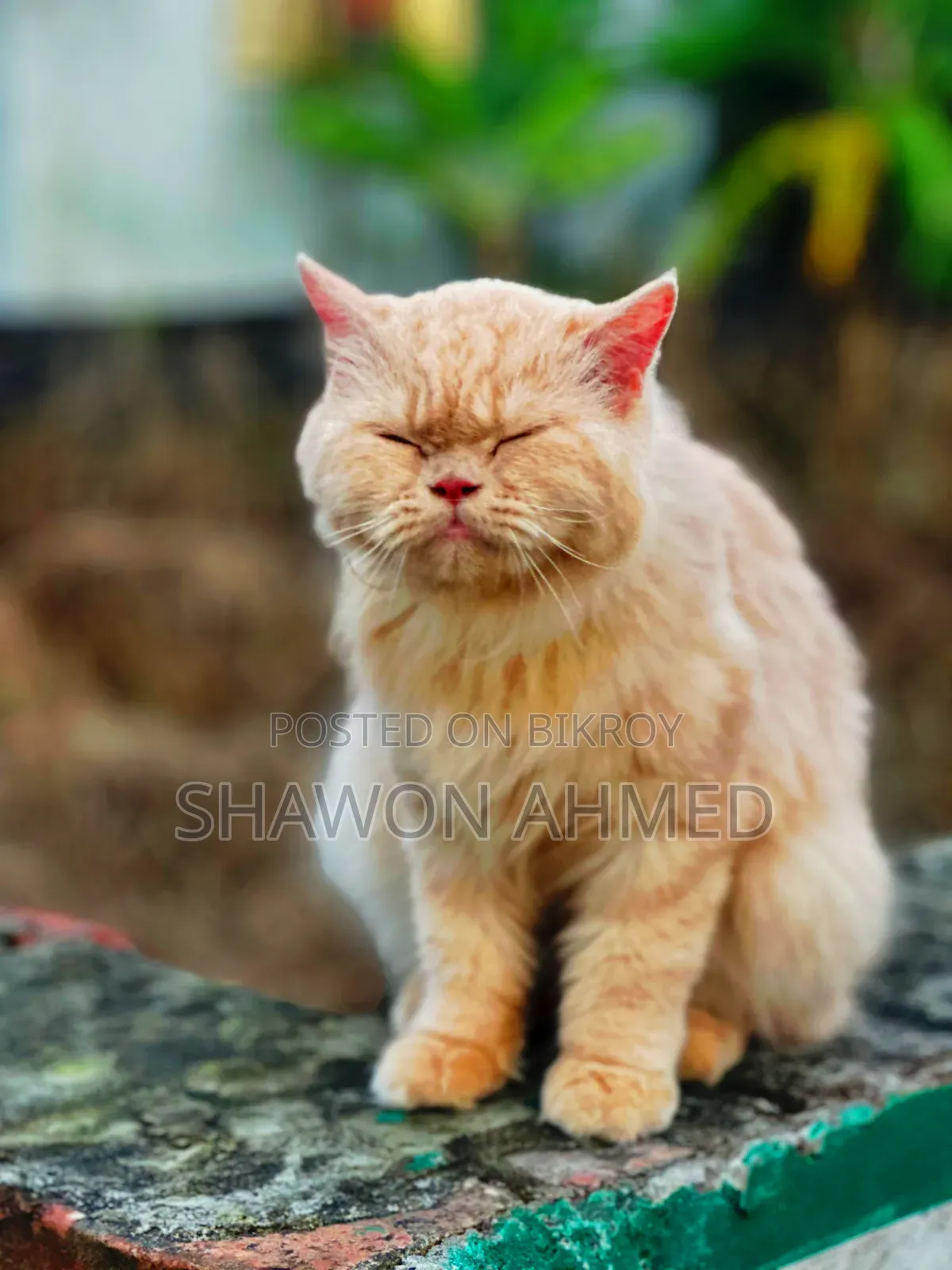 ৬-১২ মাস বয়সী ফিমেল পিউরব্রেড পার্সিয়ান