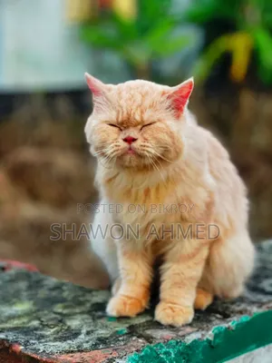 ৬-১২ মাস বয়সী ফিমেল পিউরব্রেড পার্সিয়ান