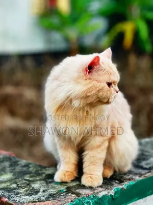 ৬-১২ মাস বয়সী ফিমেল পিউরব্রেড পার্সিয়ান