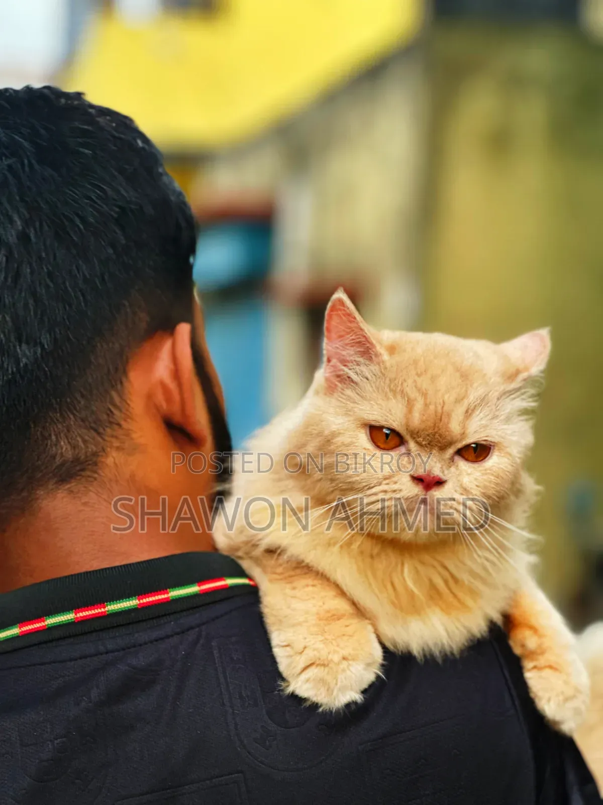 ৬-১২ মাস বয়সী ফিমেল পিউরব্রেড পার্সিয়ান