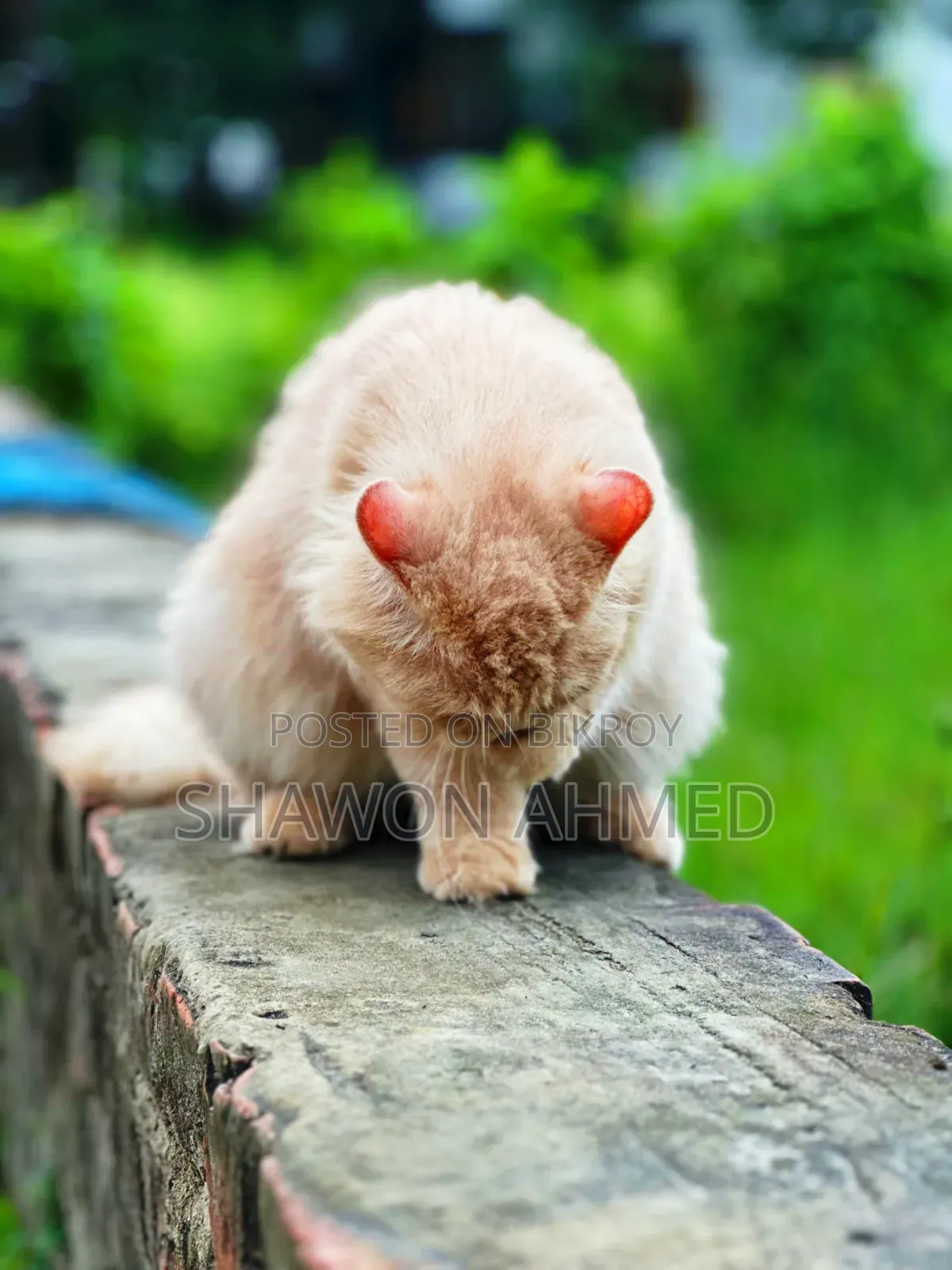 ৬-১২ মাস বয়সী ফিমেল পিউরব্রেড পার্সিয়ান