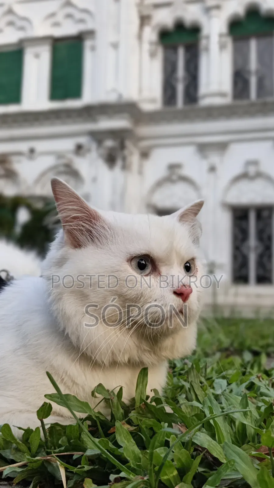 ১+ বছরের মেল পিওরব্রেড পার্সিয়ান