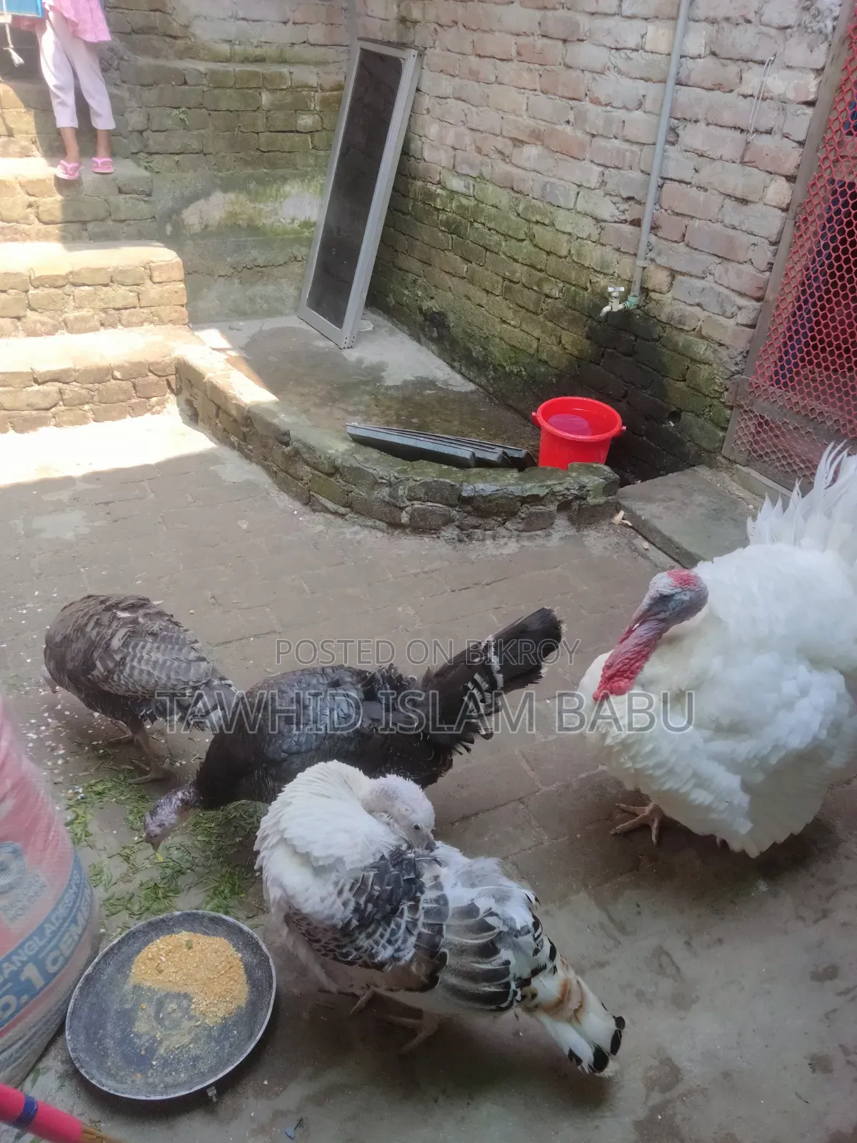 Turkey Bird