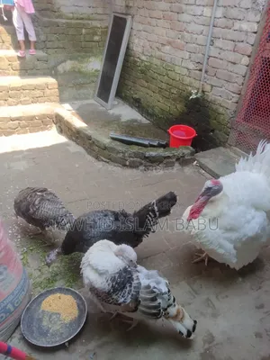 Turkey Bird