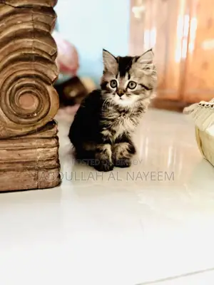1-3 months Male Purebred Persian